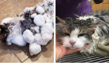translated from Spanish: Fluffly survives, frozen cat