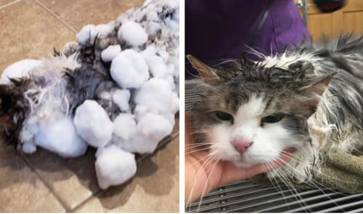 translated from Spanish: Fluffly survives, frozen cat
