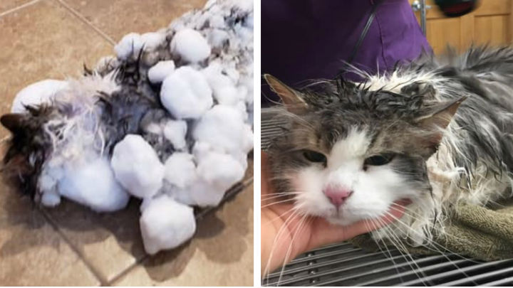 Fluffly survives, frozen cat