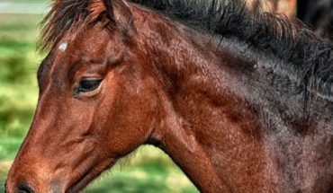 translated from Spanish: Man who abused a horse admits that “he made a bad decision”