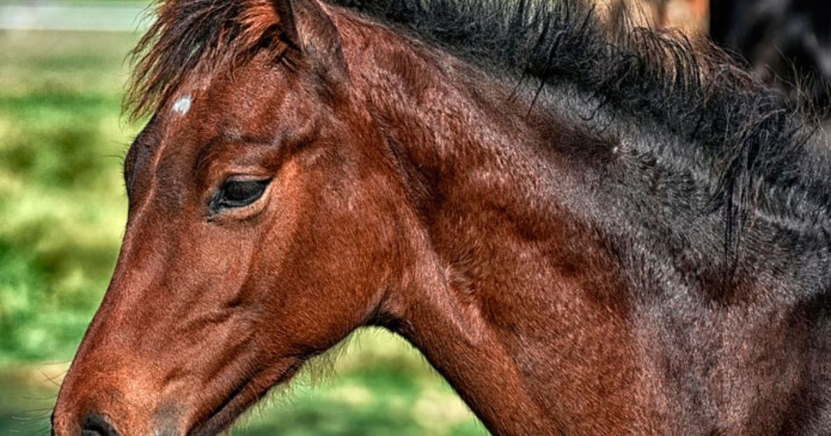 Man who abused a horse admits that "he made a bad decision"