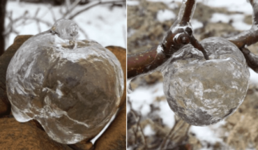 ¡Increíble! Aparecen manzanas “fantasmas” en Michigan