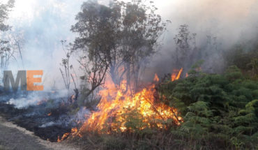 61 hectáreas afectadas de bosque de encino y pino en región Uruapan por incendios