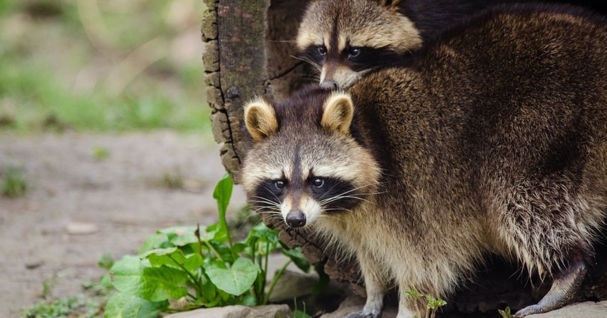Alertan por mapaches rabiosos en Nueva York