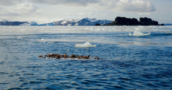 Algas flotantes podrían desplazar nuevos organismos a la Antártica