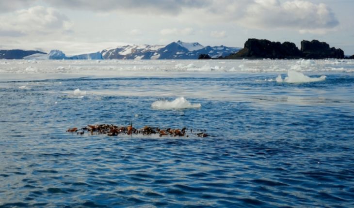 Algas flotantes podrían desplazar nuevos organismos a la Antártica