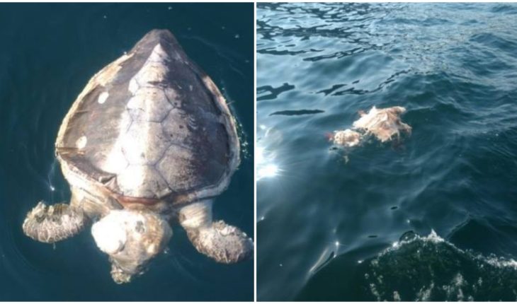 Encuentran 101 tortugas muertas en playas de Guerrero