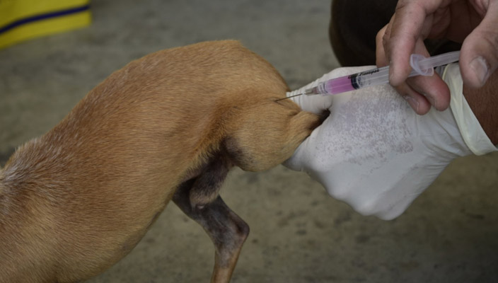 Es tiempo de cuidar a tus mascotas, inicia Semana Nacional de Vacunación