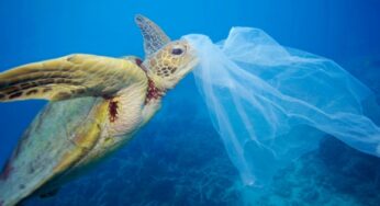 Estudio revela impactante alcance de la contaminación del plástico en las mayores profundidades del mar