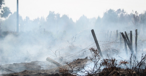 Financiamiento de plantaciones de pino en áreas incendiadas el 2017