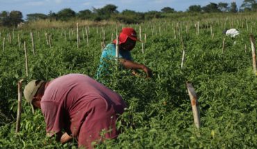 Gobierno desaparece programa de apoyo a jornaleros agrícolas