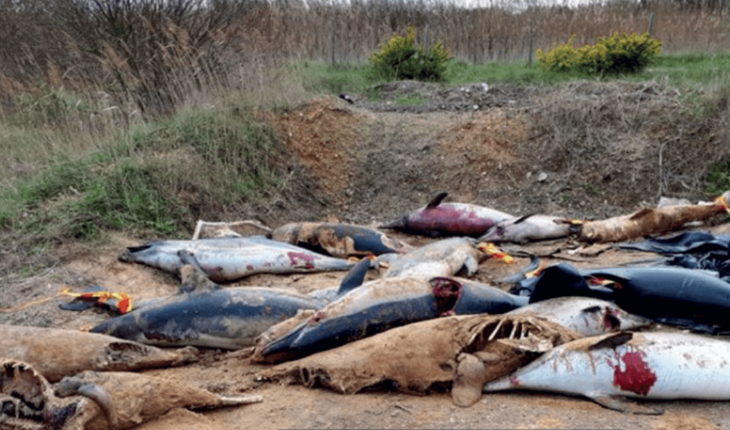 Hallan cientos de delfines mutilados en playa de Francia