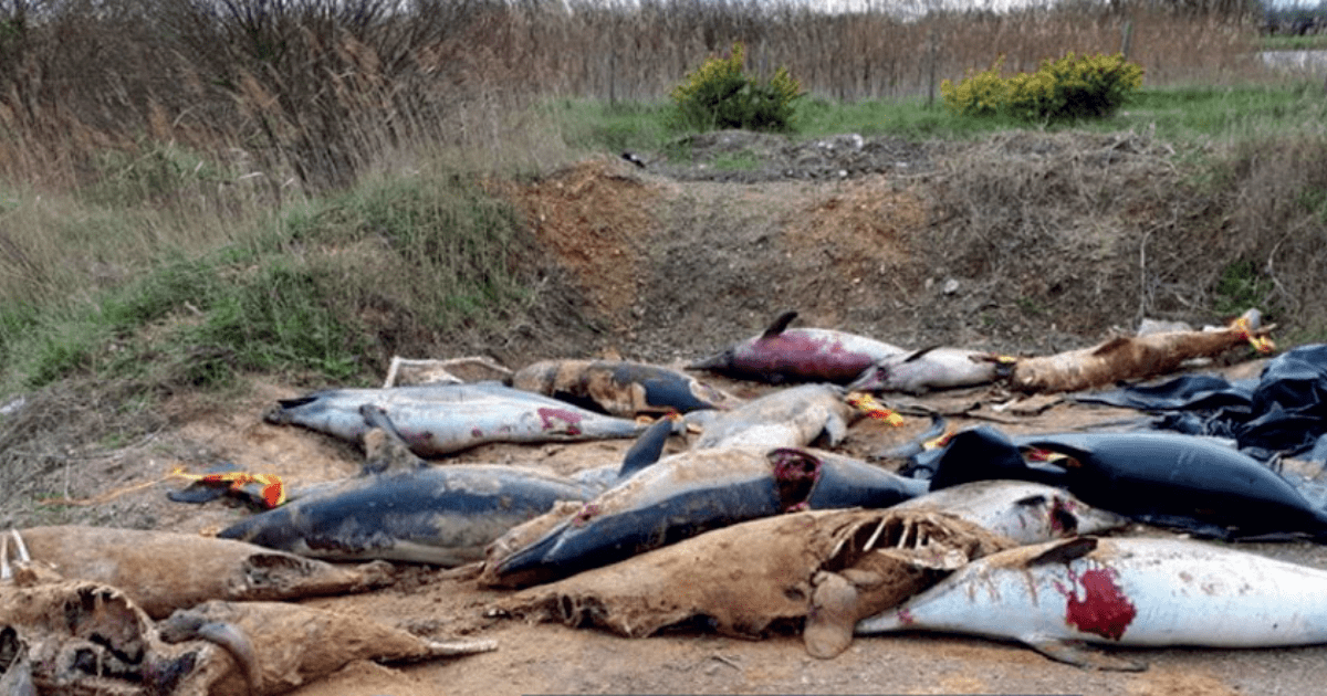 Hallan cientos de delfines mutilados en playa de Francia