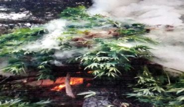 Hallan y queman mariguana en Mezquitic y Talpa