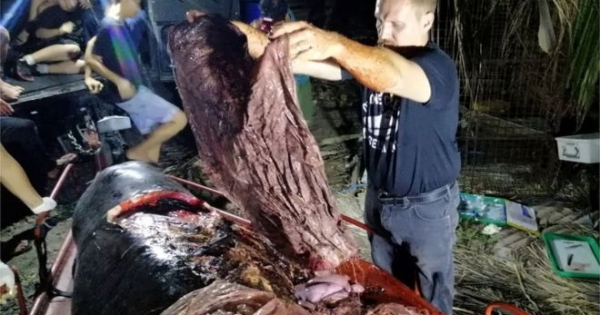 La impresionante imagen de una ballena muerta llena de plástico en su estómago