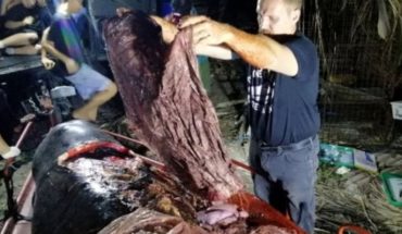 La impresionante imagen de una ballena muerta llena de plástico en su estómago