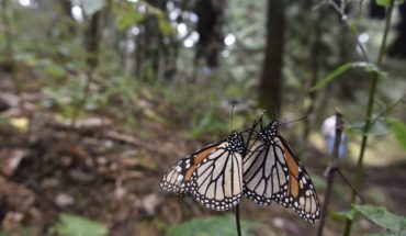 Legalización de tala en Nevado de Toluca amenaza a la monarca