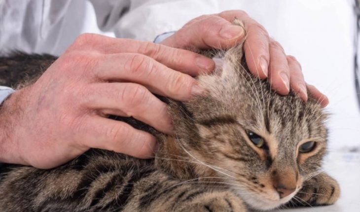 Ojo: Los gatos necesitan ayuda para limpiar sus orejas