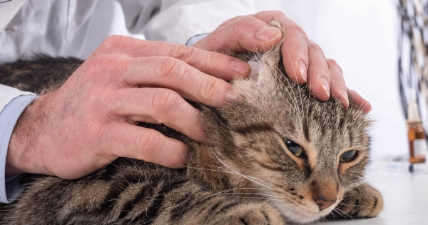 Ojo: Los gatos necesitan ayuda para limpiar sus orejas