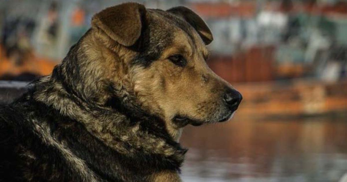 Perros hacen guardia afuera de hospital de Brasil para esperar a su dueño