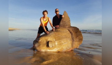 Pescadores encuentran un extraño pez gigante, en las playas de Australia