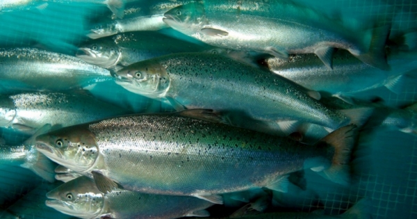 Por qué se cuestiona que Noruega siga trayendo salmoneras a nuestro territorio