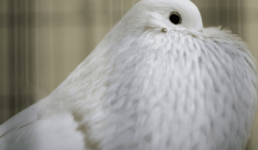 Subastan paloma mensajera en 1,25 millones de euros en Bélgica