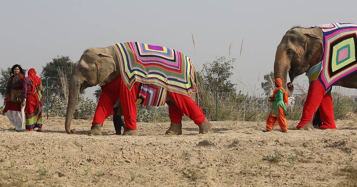 Tejen cobertores gigantes para proteger del frío a los elefantes rescatados