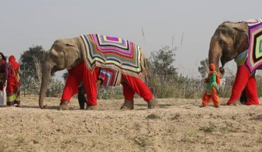 Tejen cobertores gigantes para proteger del frío a los elefantes rescatados