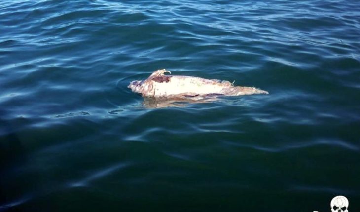 Urgen a regular pesca por vaquita marina