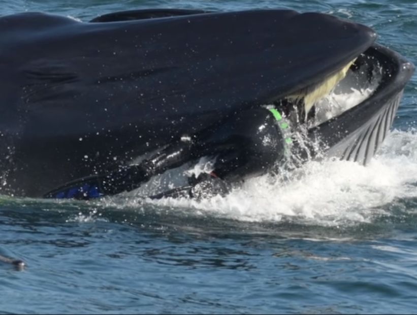 [VIDEO] Impactante registro de un buzo que sobrevivió tras ser engullido por una ballena