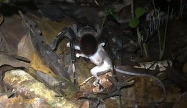 [VÍDEO] Impactantes imágenes de una tarántula intentando comer a una zarigüeya