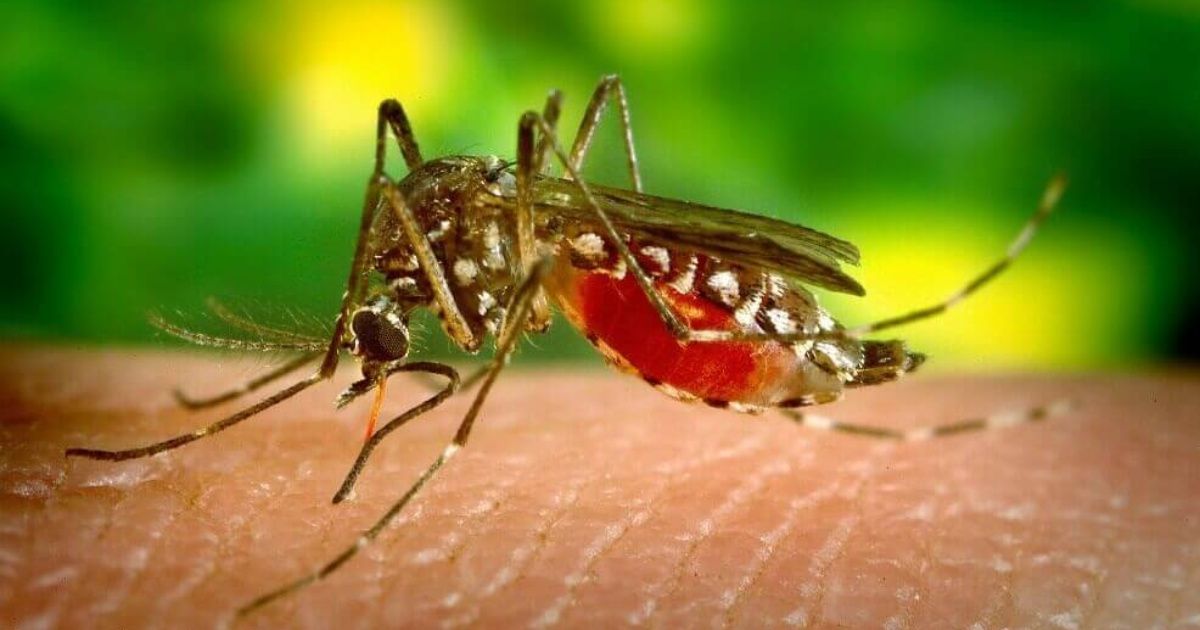 Científicos encuentran freno para el dengue