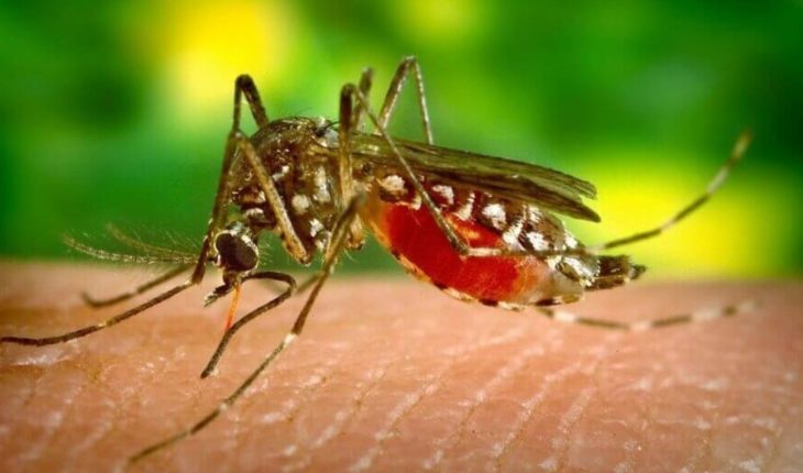 translated from Spanish: Científicos encuentran freno para el dengue