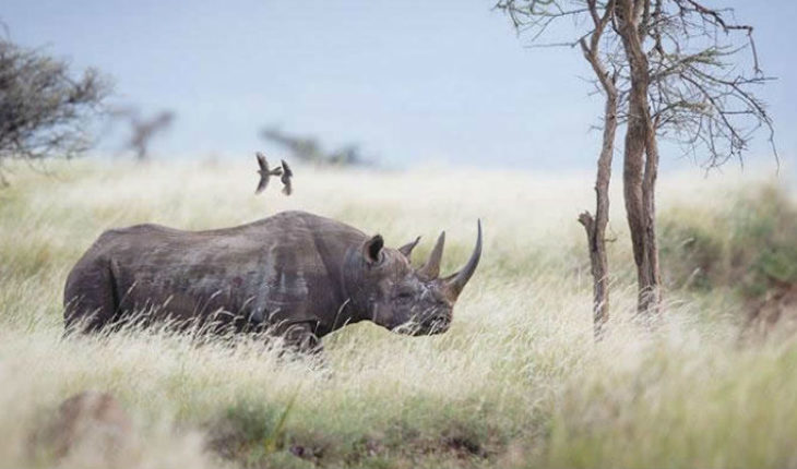 translated from Spanish: Existe un parque en donde se puede asesinar legalmente a cazadores que intenten cazar a rinocerontes