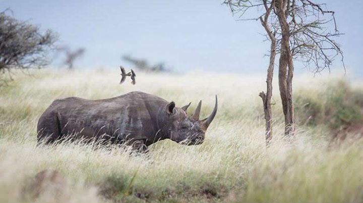 Existe un parque en donde se puede asesinar legalmente a cazadores que intenten cazar a rinocerontes