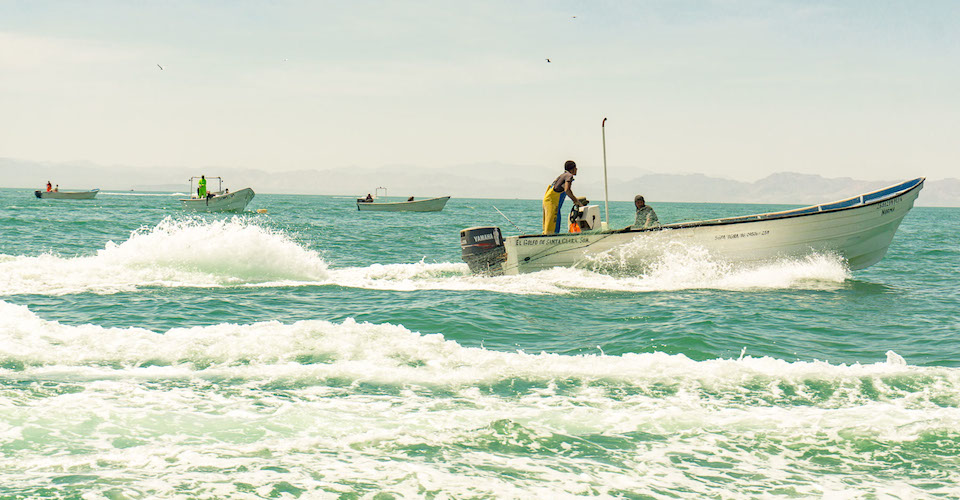 pescadores Alto Golfo de California