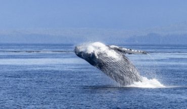 translated from Spanish: Investigadores determinan que las ballenas jorobadas es el animal más complejo del mundo acústicamente