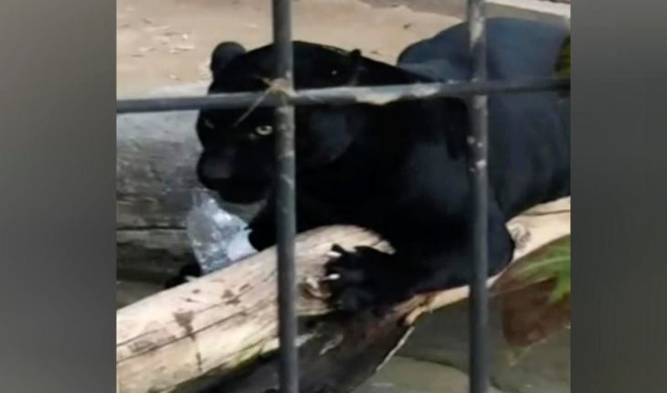 translated from Spanish: Jaguar attacking woman who tried to take selfie with it in us Zoo
