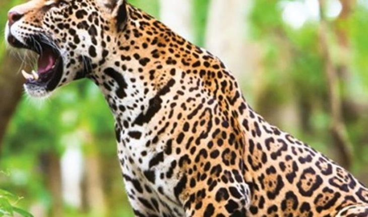 translated from Spanish: Jumped the fence of a zoo to take a “selfie” and she was attacked by a jaguar