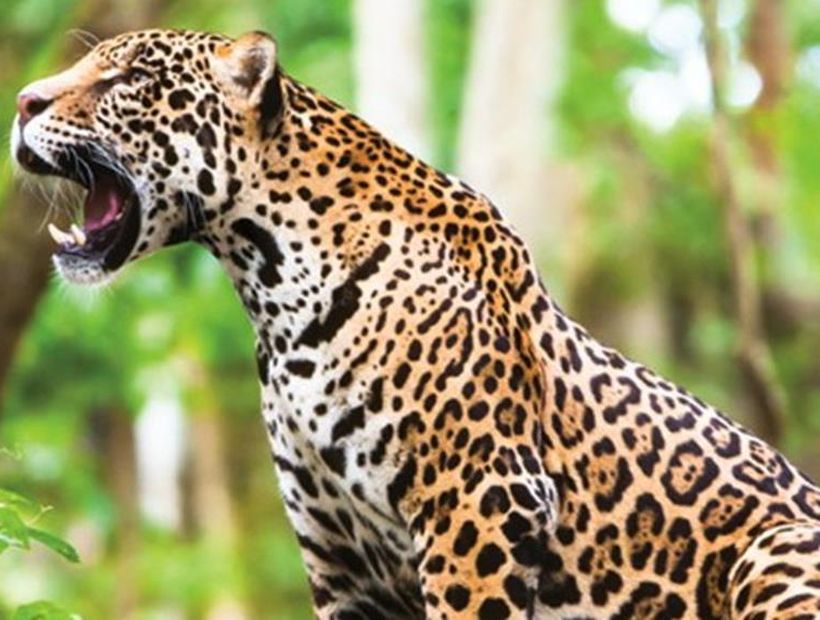 Jumped the fence of a zoo to take a "selfie" and she was attacked by a jaguar