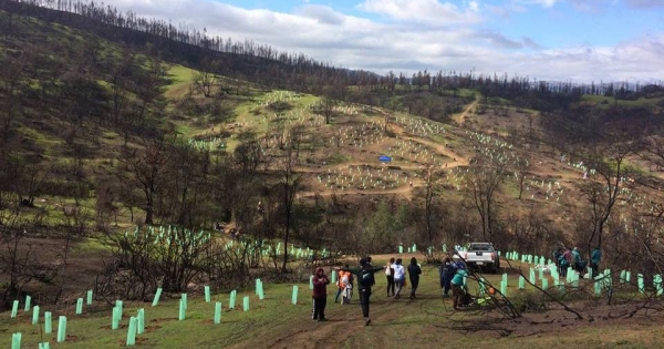 Llaman a plantar árboles nativos como una acción para combatir el cambio climático