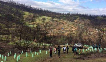 translated from Spanish: Llaman a plantar árboles nativos como una acción para combatir el cambio climático