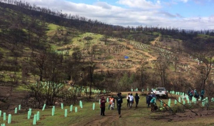 translated from Spanish: Llaman a plantar árboles nativos como una acción para combatir el cambio climático