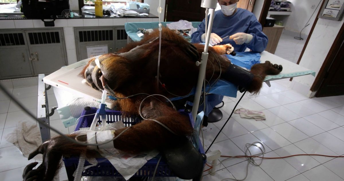 Orangután queda ciega tras recibir más de 70 disparos en Indonesia