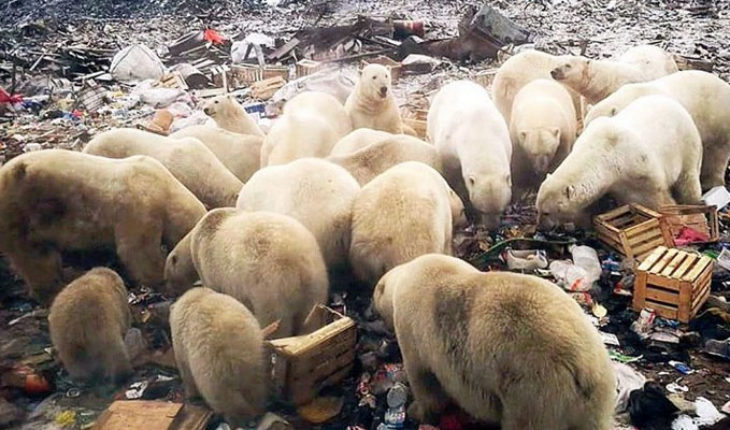 translated from Spanish: The history of the image of polar bears looking for food in the trash