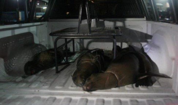translated from Spanish: They are 4 sea lions killed in protected area