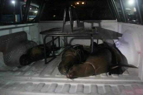 They are 4 sea lions killed in protected area