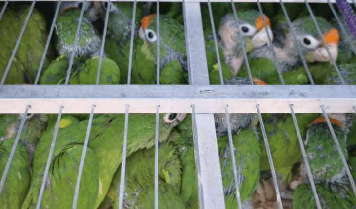 translated from Spanish: They are almost five hundred parrots caged in EdoMex