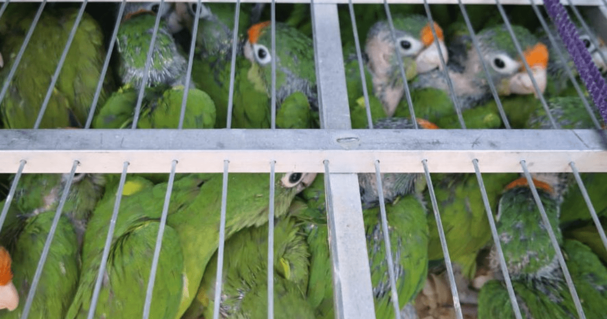 They are almost five hundred parrots caged in EdoMex